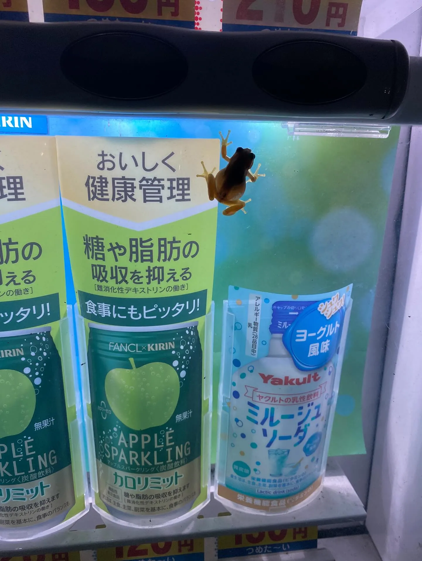 共栄大学校名物のカエル自販機🐸